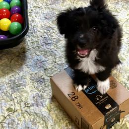 Aengus de La Rive - Black male Pyrenean Shepherd puppy in Ripley, Ohio from La Rive Pyr Sheps LLC