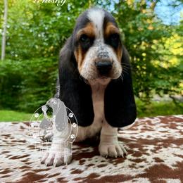 Whiskey - Black white and brown male Basset Hound puppy in Dingess, West Virginia from Tuckers' Howling Hounds