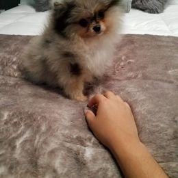 Pomeranian Puppies from My Secret Poms