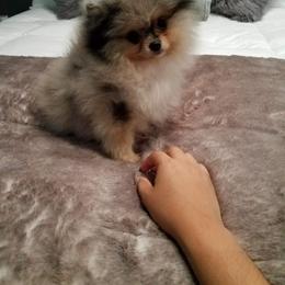 Pomeranian Puppies from My Secret Poms