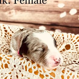 Bernedoodle and Poodle Puppies from Florida Prancy Paws