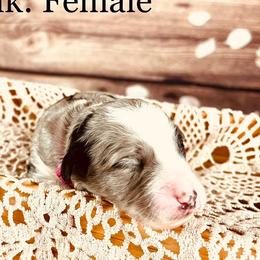 Bernedoodle and Poodle Puppies from Florida Prancy Paws