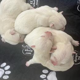 Girl 2 - White female West Highland White Terrier puppy in Boaz, Alabama from Creekside Westies