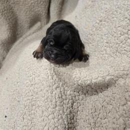 Black Boy - Black and tan male Bloodhound puppy in Gillette, Wyoming from Whispering Winds Homestead 307