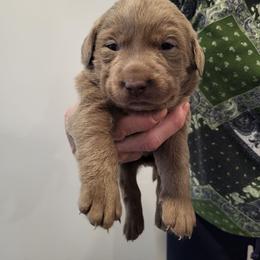 Dancer - Silver female Dilute Retriever puppy in New Providence, Pennsylvania from Southernend Silvers