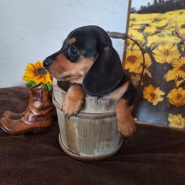 Faith - Black and tan female Dachshund puppy in Surprise, Arizona from Codie's Dachshunds