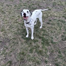 Dalmatian All Grown Up from Rosais Acres LLC