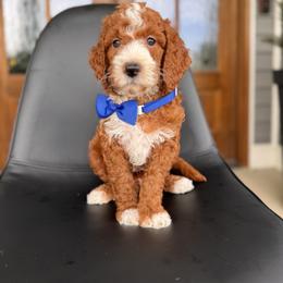 Splash - Red  male Goldendoodle puppy in Jonesborough, Tennessee from Ruby Red Goldendoodles