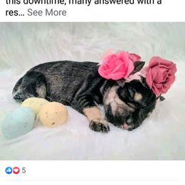 Miniature Schnauzer Puppies from Hall Miniature Schnauzers