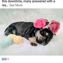 Miniature Schnauzer Puppies from Hall Miniature Schnauzers
