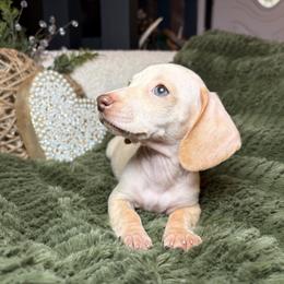 Aspen - Cream male Dachshund puppy in Washburn, Tennessee from Clinch Mountain Dachshunds