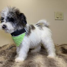 Oreo - Parti male Goldendoodle puppy in Woodburn, Indiana from Lengachers Cuddly Doods