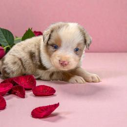 Slate Varnadore - Red merle male Australian Shepherd puppy in Statesville, North Carolina from Charming Australian Shepherds