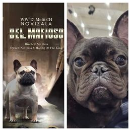 French Bulldog puppies from DyHar Bullies