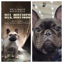 French Bulldog puppies from DyHar Bullies