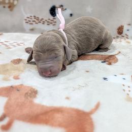 Pink girl - Fawn (isabella) and tan female Dachshund puppy in Cypress, California from Ferrario Dachshunds