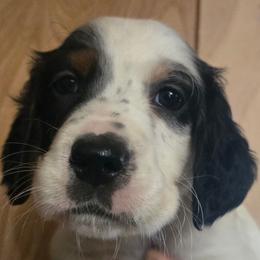 Maxine 10 - Blue belton and tan (tri-color) female English Setter puppy in Morrice, Michigan from Wild Bird Setters