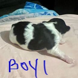 Boy 1 - Parti male Yorkshire Terrier puppy in Eddyville, Kentucky from Paw-Perfect Palace