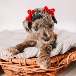 Hot Pink - Merle female Cavapoo puppy in Mckinney, Texas from Doodles of North Tx