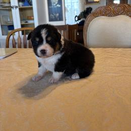 Bob - Black tri-color male Australian Shepherd puppy in Esparto, California from Cutting Up Ranch  Australian Shepherds