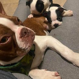 Boston Terrier Puppies from The Terriers Place