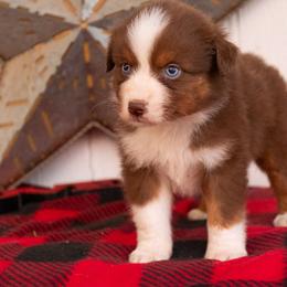 Ridge - Red tri-color male Australian Shepherd puppy in Granbury, Texas from Texas Miniature Aussies