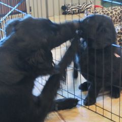 Flat-Coated Retriever Puppies from Beacon's Flat-Coated Retrievers