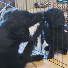 Flat-Coated Retriever Puppies from Beacon's Flat-Coated Retrievers