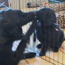 Flat-Coated Retriever Puppies from Beacon's Flat-Coated Retrievers