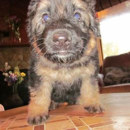 German Shepherd Puppies from VonDinehart Shepherds