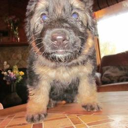 German Shepherd Puppies from VonDinehart Shepherds