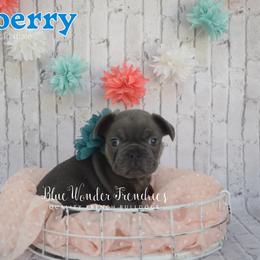 Blueberry - Tricolors male French Bulldog puppy in Loxahatchee, Florida from Blue Wonder Frenchies