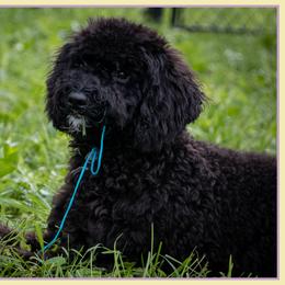 Blanc - Black and white male Bernedoodle puppy in Connersville, Indiana from Deaz Doodle Ranch
