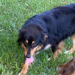 Tua - Australian Shepherd