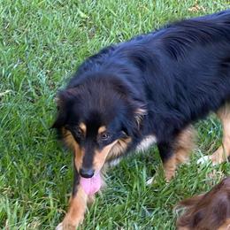 Tua - Australian Shepherd