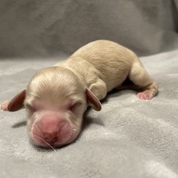 Scout - Cream male Dachshund puppy in Gainesville, Georgia from Emory Farms
