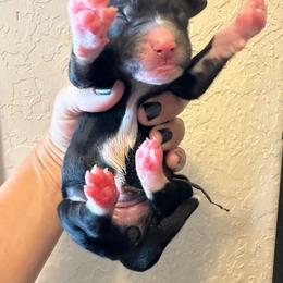 Girl 2 - Black and white female Bernedoodle puppy in Marlow, Oklahoma from Crider’s Critters