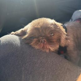 Ella - Shih Tzu