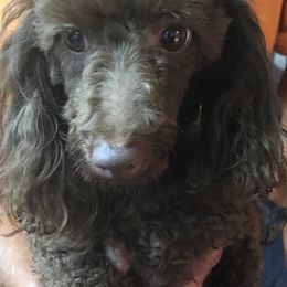 Maltese, Poodles, Shih Tzus, and Yorkshire Terriers from Deborah Richards yorkies