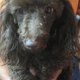 Maltese, Poodles, Shih Tzus, and Yorkshire Terriers from Deborah Richards yorkies