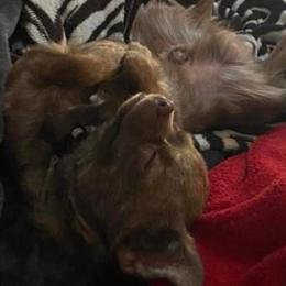 Chihuahua Puppies from B&D Chihuahuas