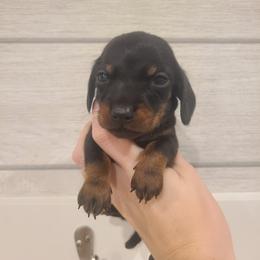 Jelly Belly - Black and tan male Dachshund puppy in Okeechobee, Florida from Far Far Away Dachshunds