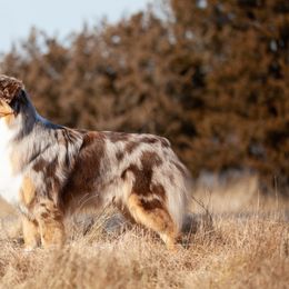 Australian Shepherds from Silver Linings Australian Shepherds