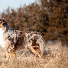 Australian Shepherds from Silver Linings Australian Shepherds