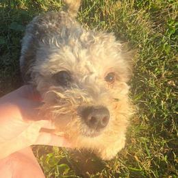 Maja - Merle male Maltipoo puppy in Lebanon, Kentucky from Mosaic Merle Doodles