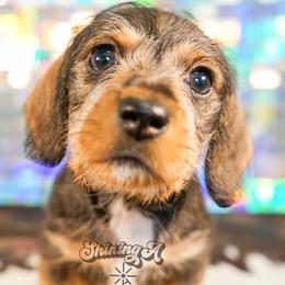 Winnie - Wild  boar and tan female Dachshund puppy in Mc Neil, Arkansas from Shining A Lowriders & Co.