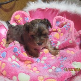 Yorkshire Terrier Puppies from Grandma's Yorkie Cottage