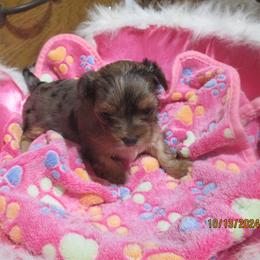 Yorkshire Terrier Puppies from Grandma's Yorkie Cottage