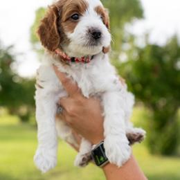 Boy 2 - Parti Goldendoodle puppy in Nevada from Down Country Doodles