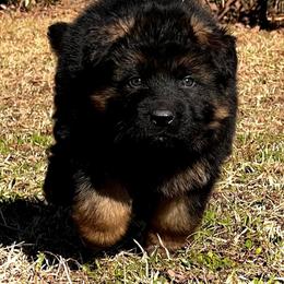 German Shepherd Puppies from Tabor Springs GSD